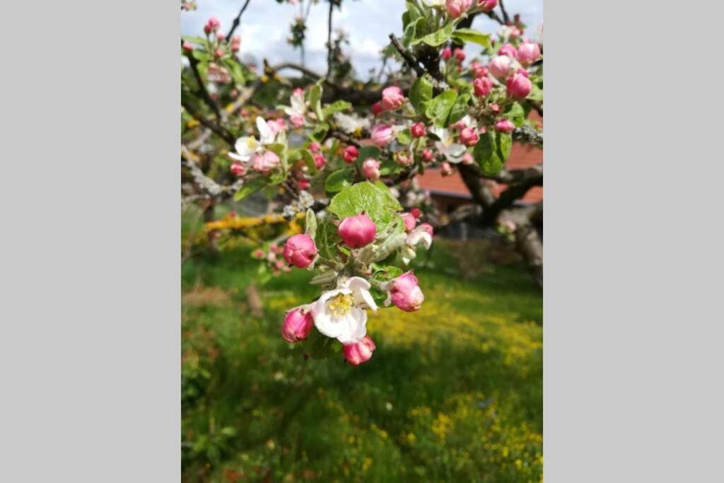 Ferienhaus Zum Kuckuck, Wng 2, Urlaub Im Eichsfeld Kallmerode Zewnętrze zdjęcie